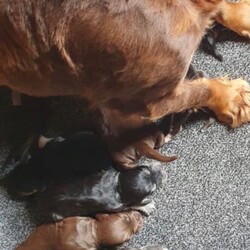 Adopt a dog:Show type cocker spaniels/Cocker Spaniel/Female/Sex: Mixed Litter,Here we have five lovely showtime cocker spaniels we have one chocolate girl, two chocolate boys, two boys blue and tan one boy Black and Tan these puppies are very well, bread and very beautiful puppies. These puppies are very playful with other animals and very good with kids. These puppies have had first vaccination micro chipped health checked and has been fleet and wormed up-to-date. These beautiful puppies are waiting for their for heaven loving homes, please call call or text for more informatio