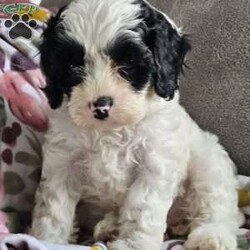 Molly/Cavapoo									Puppy/Female	/8 Weeks,Molly is the only sweet little girl of the bunch. She is adorable and playful! She loves cuddling and gives plenty of kisses! Molly’s mother Princess is a quiet yet playful mini poodle weighing around 14 lbs. Her father is Alfie a sweet king Charles Cavalier weighing about 16lbs. Our puppies are loved upon from the day they are born! They are well socialized and enjoyed by our family! Molly was checked by our vet and she has a clean bill of health. She has been started on her vaccinations and dewormed regularly. If your looking for a sweet friend Molly’s the one! 