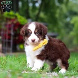 Kai/Miniature Australian Shepherd									Puppy/Male	/7 Weeks,Meet Kai. He is a sweet, playful AKC Mini Australian Shepherd with a friendly personality. He’s curious, loves to explore, and enjoys being around people. He has a fun, easygoing personality and would make a great companion for a family or anyone looking for a loyal and active puppy.