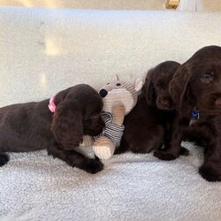 Adopt a dog:Show type cocker spaniels/Cocker Spaniel/Female/Sex: Mixed Litter,Here we have five lovely showtime cocker spaniels we have one chocolate girl, two chocolate boys, two boys blue and tan one boy Black and Tan these puppies are very well, bread and very beautiful puppies. These puppies are very playful with other animals and very good with kids. These puppies have had first vaccination micro chipped health checked and has been fleet and wormed up-to-date. These beautiful puppies are waiting for their for heaven loving homes, please call call or text for more informatio
