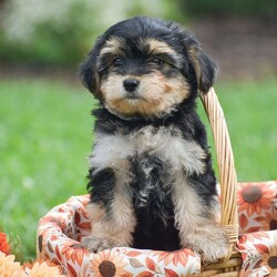 Sage/Morkie / Yorktese									Puppy/Female	/June 20th, 2026,Hello and Welcome to Gold Star Cavaliers!! Although Cavaliers are our specialty, we have an exciting litter of 2 Morkie girls!! They are just adorable! Both girls are 1st generation Morkie; Mother is a Yorkie and Father is a Maltese. These pups are well socialized around family and children; fully vet checked with all paperwork provided along with a 30 day health guarantee and small bag of puppy food and info packet to take along home! Dont miss out these pups cant wait to meet you!
