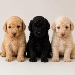 Toy poodles for sale /Toy Poodle/Female/Sex: Mixed Litter,Beautiful curly-coated puppies looking for their forever homes. We have a lovely litter of happy, healthy puppies being raised in our family home with their mum. They are handled daily and are becoming used to everyday household sights and sounds. The puppies will be wormed regularly and will be microchipped before leaving. They will be ready for their new homes at 8 weeks of age. They are looking for loving, responsible homes where they will receive lots of care and attention . £200 deposit to secure  ONLY BLACK  BOY AVAILABLE 