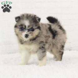 Alexis/Pomsky									Puppy/Female	/7 Weeks,Meet Alexis! She is a sweet and playful puppy looking for a good home. Up to date on vaccines and deworming and microchipped as well. Will come with a goody bag filled with current puppy food, collar and leash and more. Call or text for more info.