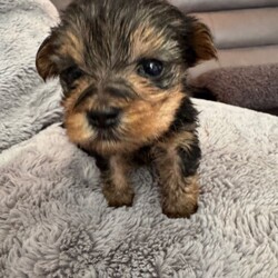 Adopt a dog:Yorkshire Terrier Puppies/Yorkshire Terrier/Female/Sex: Mixed Litter,Coming from a loving home we have 7 gorgeous Yorkshire Terrier Pups looking for their forever homes, there are 2 males and 5 females. Both parents are both full pedigree stunning Yorkshire Terriers, with a good lineage on both sides, and are very well loved family pets which can be seen on viewing.