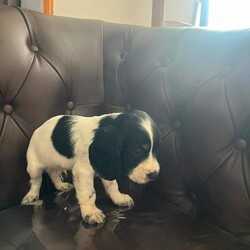 Adopt a dog:I have 5 beautiful cock spaniel for sale/Cocker Spaniel/Female/Sex: Mixed Litter,have 5 beautiful cock spaniel for sale Good with other kids and pets mum and dad family pets so playful and full of love looking for there forever loving home base in Barnsley/Wakefield area
