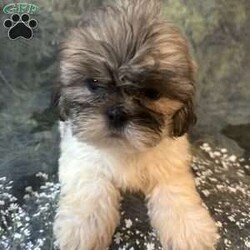 Bella/Shih Tzu									Puppy/Female	/10 Weeks, Meet Bella Bella is a tiny, adorable brown-and-white baby girl with the cutest little face! She may be small, but she has a sweet personality that will steal your heart. She has a beautiful fluffy coat, big bright eyes, and an irresistible teddy-bear look. Bella loves attention, cuddles, and playing. She would make the perfect little companion for a loving family. Girl Puppy Brown & White Tiny & Adorable Sweet & Playful Looking for her forever home Bella is a little bundle of cuteness!