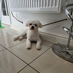 Adopt a dog:Pure pedigree male bichon friese/Bichon Frise/Female/Sex: Male,Pure pedigree male puppy available for sale to be taken to their forever home. Mum and dad are also with me. Kennel club registered. Healthy boy. Will be vaccinated and microchips, health checked and deformed and deflead. 4 weeks old. Will be ready at 8 weeks.