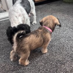 Adopt a dog:Schapso puppy /Lhasa Apso/Female/Sex: Female,I have a beautiful female Schapso puppy left, born on 11/07/26, looking for her forever home.
