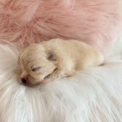 Outstanding KC Creme Pom boys available /Pomeranian/Female/Sex: Male,Here I have the most striking two Creme KC Pom boys available , 