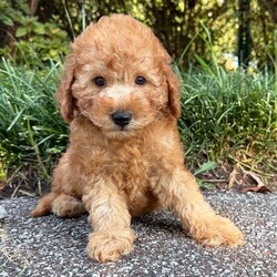 Adopt a dog:Rex/Goldendoodle/Female/,Hi, I'm Rex! I'm a 9-week-old male Goldendoodle. My dad is a Poodle and my mom is a Goldendoodle. I have a beautiful red coat, and I was born on June 21. I am ready now to plan my trip to my forever family. Once I reach my adult size, I'm expected to weigh between 10–22 lbs. I hope you're ready for lots of love and a bit of mischief.