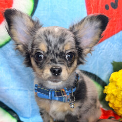 Finley/Chihuahua/Female/