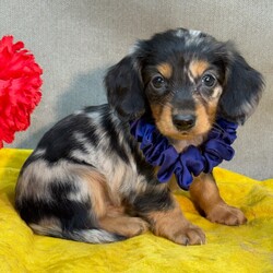 Savanna/Dachshund/Female/