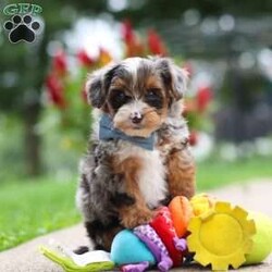 Rave/Yorkie Poo									Puppy/Male	/8 Weeks,Meet the sweetest little Yorkiepoo puppy, Rave! He’s a tiny bundle of love with a big personality. Playful and curious, he loves to explore his surroundings, chase after toys, and hang out with his favorite people. Whether he’s showing off his adorable puppy zoomies or snuggling up for a good nap, he will bring endless joy to your home. While Yorkies are known for their bold, confident, and outgoing personalities, Poodles are often known for their intelligence, affectionate nature, and eagerness to please. Together, they create the perfect Yorkiepoo—a delightful blend of playful energy, loyalty, and loving companionship