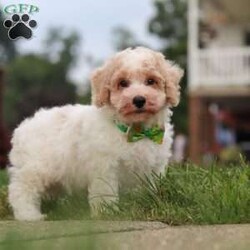 Benji/Bich-Poo									Puppy/Male	/10 Weeks,Hi! My name is Benji, and I am a very cute Bichapoo puppy with a sweet personality and a heart full of love! I love playing, exploring new things, and getting lots of attention and cuddles. I have a soft, fluffy coat, an adorable face, and a playful little personality that makes every day more fun. I’m always ready for a new adventure, but I’m just as happy snuggling up and enjoying some quiet time. I can’t wait to find my forever family and fill their home with lots of puppy love, laughter, and happy memories!