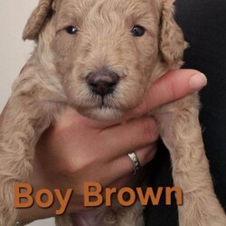Cockapoo puppies F1bb/Cockapoo/Female/Sex: Male,Beautiful apricot cockapoo puppies. This is Roxy's first litter. Roxy is out family pet, she has a lovely personality, she is friendly with both other dogs and people, loves a cuddle and is very patient (grew up in a family with children). Roxy has been a wonderful mum to her pups.