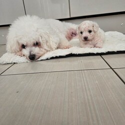 Adopt a dog:Pure pedigree male bichon friese/Bichon Frise/Female/Sex: Male,Pure pedigree male puppy available for sale to be taken to their forever home. Mum and dad are also with me. Kennel club registered. Healthy boy. Will be vaccinated and microchips, health checked and deformed and deflead. 4 weeks old. Will be ready at 8 weeks.