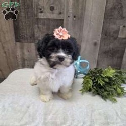 Sheri/Teddy Bear									Puppy/Female	/8 Weeks,Say Hello to Sheri she is a sweet Teddybear who loves to cuddle and play! Sheri will make a loyal companion as the breed is known for that. She has been vet checked and up to date with her vaccinations and dewormer plus comes with a health guarantee. Call or message to today to make her forever yours! Estimated adult weight 12-15lbs. License #4185