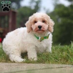 Benji/Bich-Poo									Puppy/Male	/10 Weeks,Hi! My name is Benji, and I am a very cute Bichapoo puppy with a sweet personality and a heart full of love! I love playing, exploring new things, and getting lots of attention and cuddles. I have a soft, fluffy coat, an adorable face, and a playful little personality that makes every day more fun. I’m always ready for a new adventure, but I’m just as happy snuggling up and enjoying some quiet time. I can’t wait to find my forever family and fill their home with lots of puppy love, laughter, and happy memories!