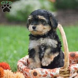 Sage/Morkie / Yorktese									Puppy/Female	/June 20th, 2026,Hello and Welcome to Gold Star Cavaliers!! Although Cavaliers are our specialty, we have an exciting litter of 2 Morkie girls!! They are just adorable! Both girls are 1st generation Morkie; Mother is a Yorkie and Father is a Maltese. These pups are well socialized around family and children; fully vet checked with all paperwork provided along with a 30 day health guarantee and small bag of puppy food and info packet to take along home! Dont miss out these pups cant wait to meet you!