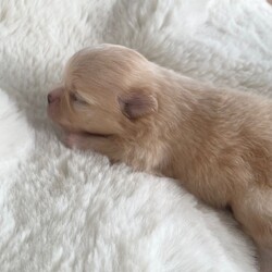Outstanding KC Creme Pom boys available /Pomeranian/Female/Sex: Male,Here I have the most striking two Creme KC Pom boys available , 