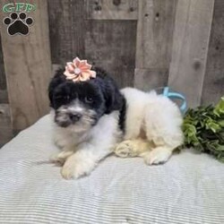 Sheri/Teddy Bear									Puppy/Female	/8 Weeks,Say Hello to Sheri she is a sweet Teddybear who loves to cuddle and play! Sheri will make a loyal companion as the breed is known for that. She has been vet checked and up to date with her vaccinations and dewormer plus comes with a health guarantee. Call or message to today to make her forever yours! Estimated adult weight 12-15lbs. License #4185