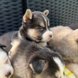 Pomsky puppy’s/Pomsky/Female/Sex: Female,I have 6 female pomsky puppy’s looking for there forever homes they all have playful spirits and a loving nature pomskys are fun smart and full of energy they are very loyal and form strong bonds with there human family’s there mum is our husky Bella 3 sable and white 1 black grey with white markings 1 chocolate with white markings 