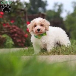 Benji/Bich-Poo									Puppy/Male	/10 Weeks,Hi! My name is Benji, and I am a very cute Bichapoo puppy with a sweet personality and a heart full of love! I love playing, exploring new things, and getting lots of attention and cuddles. I have a soft, fluffy coat, an adorable face, and a playful little personality that makes every day more fun. I’m always ready for a new adventure, but I’m just as happy snuggling up and enjoying some quiet time. I can’t wait to find my forever family and fill their home with lots of puppy love, laughter, and happy memories!