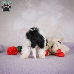 casey/Cavapoo									Puppy/Male	/7 Weeks,Areyou looking for an awesome puppy ? This one would love to be your buddy !! Bred to bring jot and love to your life !!