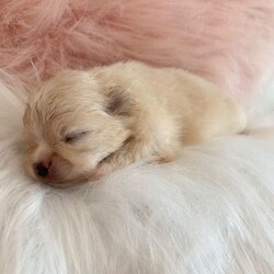 Outstanding KC Creme Pom boys available /Pomeranian/Female/Sex: Male,Here I have the most striking two Creme KC Pom boys available , 