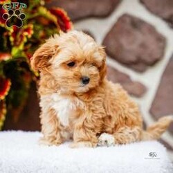 Darlene/Maltipoo									Puppy/Female	/June 15th, 2026,This sweet, cuddly and extremely loveable puppy is ready to bring love and happiness to your home! Call to schedule a visit or reserve yours today.