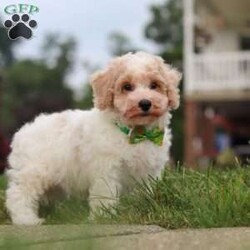 Benji/Bich-Poo									Puppy/Male	/10 Weeks,Hi! My name is Benji, and I am a very cute Bichapoo puppy with a sweet personality and a heart full of love! I love playing, exploring new things, and getting lots of attention and cuddles. I have a soft, fluffy coat, an adorable face, and a playful little personality that makes every day more fun. I’m always ready for a new adventure, but I’m just as happy snuggling up and enjoying some quiet time. I can’t wait to find my forever family and fill their home with lots of puppy love, laughter, and happy memories!
