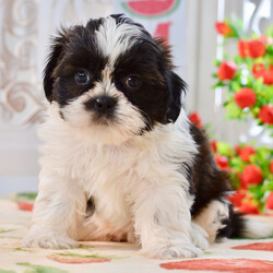 Adopt a dog:Kandi/Shih Tzu/Female/,Hi, I'm Kandi! I'm a 7-week-old female Shih Tzu with a beautiful brindle & white coat, born on July 4. I'll be ready to go home to my forever family after September 5, once I'm grown enough to leave my litter. When I reach my adult size, I should weigh between 10–12 lbs. I'm APRI registered. I will make your heart as full as mine is with love.