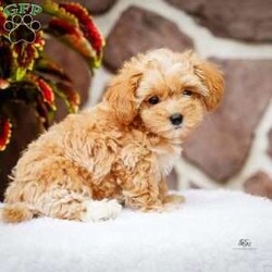 Darlene/Maltipoo									Puppy/Female	/June 15th, 2026,This sweet, cuddly and extremely loveable puppy is ready to bring love and happiness to your home! Call to schedule a visit or reserve yours today.