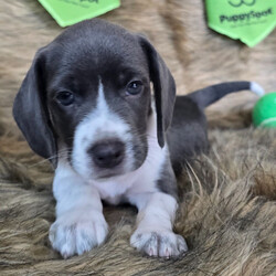 Jessie/Beagle/Female/