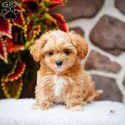 Darlene/Maltipoo									Puppy/Female	/June 15th, 2026,This sweet, cuddly and extremely loveable puppy is ready to bring love and happiness to your home! Call to schedule a visit or reserve yours today.