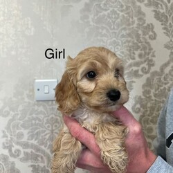 Cockapoo F1/Cockapoo/Female/Sex: Mixed Litter,Lovely F1 cockapoo puppies 2 girls 3 boys up to day with worming mum is family pet dad is family members dog good temperament please contact for more information 
