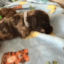 Toy Poodle Puppies /Toy Poodle/Female/Sex: Mixed Litter, Gorgeous Toy Poodle Puppies Looking for Their Forever Homes 