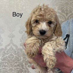 Cockapoo F1/Cockapoo/Female/Sex: Mixed Litter,Lovely F1 cockapoo puppies 2 girls 3 boys up to day with worming mum is family pet dad is family members dog good temperament please contact for more information 