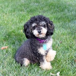 Jeffrey/Toy Poodle									Puppy/Male	/June 12th, 2026,Meet Jeffrey! This affectionate Toy Poodle puppy is vet checked & up to date on shots & wormer. He is registered with the AKC, plus comes with a health guarantee provided by the breeder! Jeffrey is well socialized & currently being family raised!