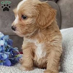 Captain/Toy Poodle Mix									Puppy/Male	/6 Weeks,Meet sweet lil Captain! Family raised well socialized with children and adults caring heart who will always be there comforting you with lots of love! We have 3 children so our fur-babies get lots of attention! Call Susan to schedule a visit im a at home mom so im pretty available! You would get along vet certificate, microchip numbers, health records, warranty that’s good for up to 1 year and a lil baggy food!! 