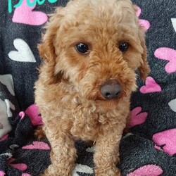 Captain/Toy Poodle Mix									Puppy/Male	/6 Weeks,Meet sweet lil Captain! Family raised well socialized with children and adults caring heart who will always be there comforting you with lots of love! We have 3 children so our fur-babies get lots of attention! Call Susan to schedule a visit im a at home mom so im pretty available! You would get along vet certificate, microchip numbers, health records, warranty that’s good for up to 1 year and a lil baggy food!! 
