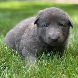 Sweetie/German Shepherd Dog/Female/