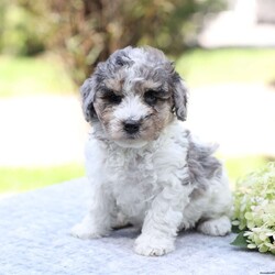 Ringo/Bich-Poo									Puppy/Male	/July 16th, 2026