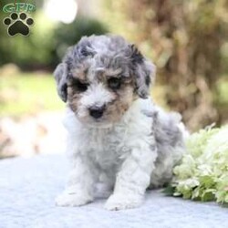 Ringo/Bich-Poo									Puppy/Male	/July 16th, 2026,Check out this adorable Bich-poo puppy! This sweet boy is well socialized and sure to be a great addition to any family. He is vet checked,up to date on shots and dewormer, plus comes with a health gaurantee. To learn more about Ringo and how to claim him as your own, please contact Naomi today!