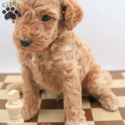 Koda/Mini Labradoodle									Puppy/Male	/8 Weeks,The pups are f1bb mini labradoodles so will have curly hair. Perfect if you have allergies or just hate shedding.They will be about 20-25lbs. Pups come with first vet visit, first shots, and a health guarantee. Pups are ready to go home Sept 8. Please let me know if you have any questions at all. Travel fee depends on your location. 