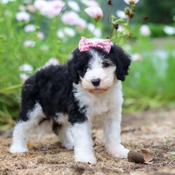 Grace/Sheepadoodle									Puppy/Female	/7 Weeks