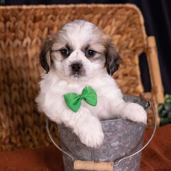 Seth/Teddy Bear									Puppy/Male	/9 Weeks,Introducing Seth, a captivating little sweetheart with markings that are almost too cute to be real! If you are searching for high-quality 