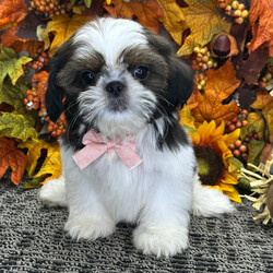 Adopt a dog:Wallace/Shih Tzu/Female/,Hi, I'm Wallace! I'm an 11-week-old male Shih Tzu with a beautiful brindle & white coat, born on June 17. I am ready now to plan my trip to my forever family. Once I reach my adult size, I'm expected to weigh between 10–14 lbs. I'm AKC registered. My little paws are itching to meet my forever family.