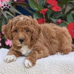 Annabelle – Mini F1BB/Mini Goldendoodle									Puppy/Female	/July 30th, 2026,Hello everyone we have an adorable litter of 5 Mini Goldendoodle puppies which are F1BB generation!! Mini Goldendoodles are a top quality breed and one of the number #1 family choice dog breeds! With there low shedding and hypoallergenic fur coat, fun playful ness and loving companionship your next furry friend is definitely one of these 5 sweet little ones. There mother is a F1B Mini Goldendoodle 25lb and there father is a Mini Poodle 18lb and has been Genetic tested CLEAR!! Each puppy in this litter goes home with a 1 year genetic health guarantee, custom info packet, vet records, shots & dewormer and family socialization started and so much more! Dont wait call now to reserve or schedule a in person visit! Thank you!