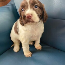 Here I have my 3 beautiful cocker spaniel puppies for sale//Female/NaN,Here I have my beautiful cocker spaniel puppies they are all boys and they are looking for the new forever home they are 6weeks old they are up to date with their wormer and flea treatment and they are micro chipped mum and dad are full bread cocker spaniels mom is a black cocker spaniel and dad is a black and white Rowan cocker spaniel both parents can be seen